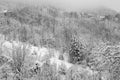 Oltrepo Pavese winter snowy woodland. Black and white photo Royalty Free Stock Photo