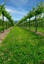 Oltrepo springtime vineyards. Color image