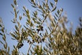 Olve tree braanches on a blue sky background Royalty Free Stock Photo