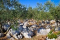 Olve tree grove in stone landscape