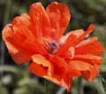 An Olympia Orange Oriental Poppy, or Papaver orientale Royalty Free Stock Photo