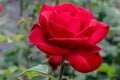 Olympiad Red Rose Flower in Sunlight