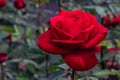 Olympiad Red Rose Flower