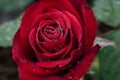 Olympiad Red Rose Petal Swirl
