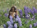 Olympic Marmot Eating Flowers Royalty Free Stock Photo