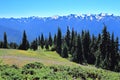 Olympic Mountains from Alpine Meadows on Hurricane Ridge in Olympic National Park, Washington State Royalty Free Stock Photo