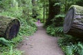 A girl walking through Olympic National park