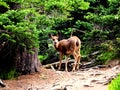 Olympic National Park Hurricane Ridge Road trail Deer in the forest Royalty Free Stock Photo