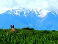 Olympic National Park Hurricane Ridge Road trail Deer and Mountains Royalty Free Stock Photo