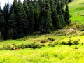 Olympic National Park Hurricane Ridge Road trail Deer and Mountains Royalty Free Stock Photo