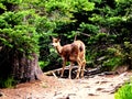 Olympic National Park Hurricane Ridge Road trail Deer in the forest Royalty Free Stock Photo