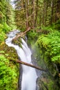 Olympic National Park Royalty Free Stock Photo