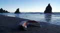 OLYMPIC NATIONAL PARK, USA, 03th OCTOBER 2014 - Ruby Beach near Seattle - Washington Royalty Free Stock Photo