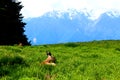 Olympic National Park in Washington State USA Deer in a meadow with mountains Royalty Free Stock Photo
