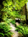 Olympic National Park in Washington State USA in Hoh Rain Forest Royalty Free Stock Photo