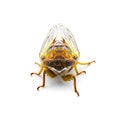 Olympic Scrub Cicada - Diceroprocta olympusa - Has the most extensive distribution of any cicada in Florida isolated on white Royalty Free Stock Photo