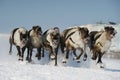 Olympics northern aboriginals. Russia. Yamal. Nadym. Royalty Free Stock Photo