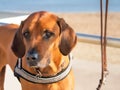 Portrait Of A Rhodesian Ridgeback Royalty Free Stock Photo