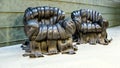 Chairs made from used car tires Royalty Free Stock Photo