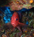 Underwater world in deep water in coral reef and plants flowers flora in blue world marine wildlife, Fish, corals and sea creature Royalty Free Stock Photo