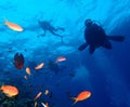 Underwater world in deep water in coral reef and plants flowers flora in blue world marine wildlife, Fish, corals, dolphins Royalty Free Stock Photo