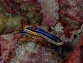 Underwater world in deep water in coral reef and plants flowers flora in blue world marine wildlife, travel nature beauty, sharks Royalty Free Stock Photo