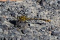 Black and yellow dragonfly on the asphalt, santiso, galicia