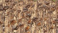 Sunflowers in the fall, Leon, Spain, Europe Royalty Free Stock Photo