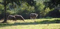 Three white sheep grazing, in Teillor, La CoruÃÂ±a, Galicia, Spain, Europe