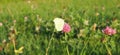 Yellow insect hugging a pink flower