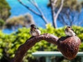 Two small birds on rusty metal sculpture against blue sky and green bushes Royalty Free Stock Photo