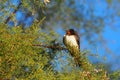 Swallow on a pine branch, ivars, lerida, spain, europe Royalty Free Stock Photo