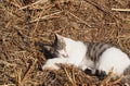 Little feline sleeping, Lleida, Spain, Europe