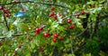 wild Hawthorn berries from mountains generic vegetation from transylvania