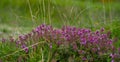 wild thyme from mountains generic vegetation from transylvania