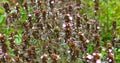 fresh blummed thyme pictured in garden morning light, autumn harvest