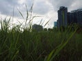 Grass forest inside park at downtown