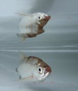 Common bleak (Alburnus alburnus) swimming under the water Royalty Free Stock Photo