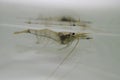 Rockpool shrimp (Palaemon elegans) in the water