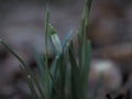 Closed up image of snowdrip buds spotted in a forest Royalty Free Stock Photo