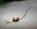 Grove snail (Cepea nemoralis) leaving wet traces