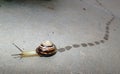 Grove snail (Cepea nemoralis) leaving wet traces