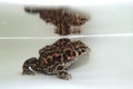 European green toad (Bufotes viridis) female Royalty Free Stock Photo