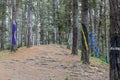 Oma forest, Urdaibai Biosphere Reserve