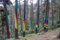 Oma forest, Urdaibai Biosphere Reserve Royalty Free Stock Photo