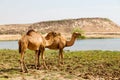 in oman camel empty quarter of desert a free dromedary near the