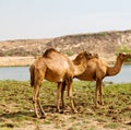 in oman camel empty quarter of desert a free dromedary near the