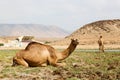 in oman camel empty quarter of desert a free dromedary near the