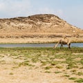 in oman camel empty quarter of desert a free dromedary near the