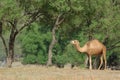 Oman: Camel on a pasture